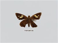 藏品(蕉弄蝶)的圖片